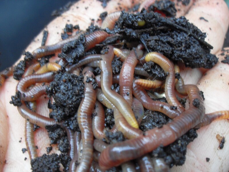 File:Worms-from-coffee-compost-pile.jpg