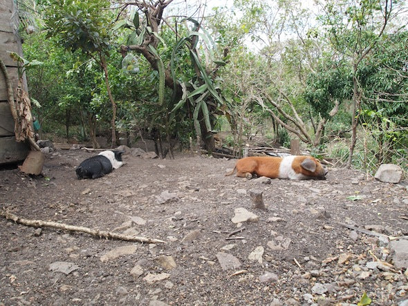 reproductive animal project at La Fem