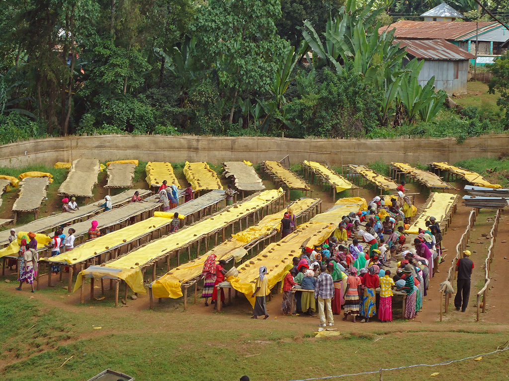 Drying coffee at the Idido Cooperative