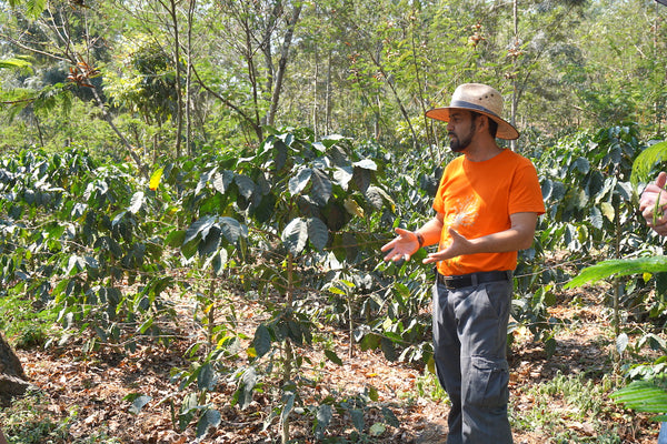 Freddy Perez_Finca La Fortaleza