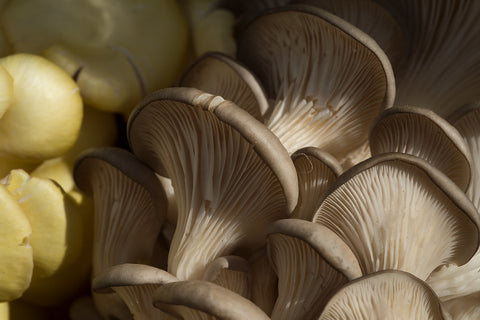 oyster mushrooms